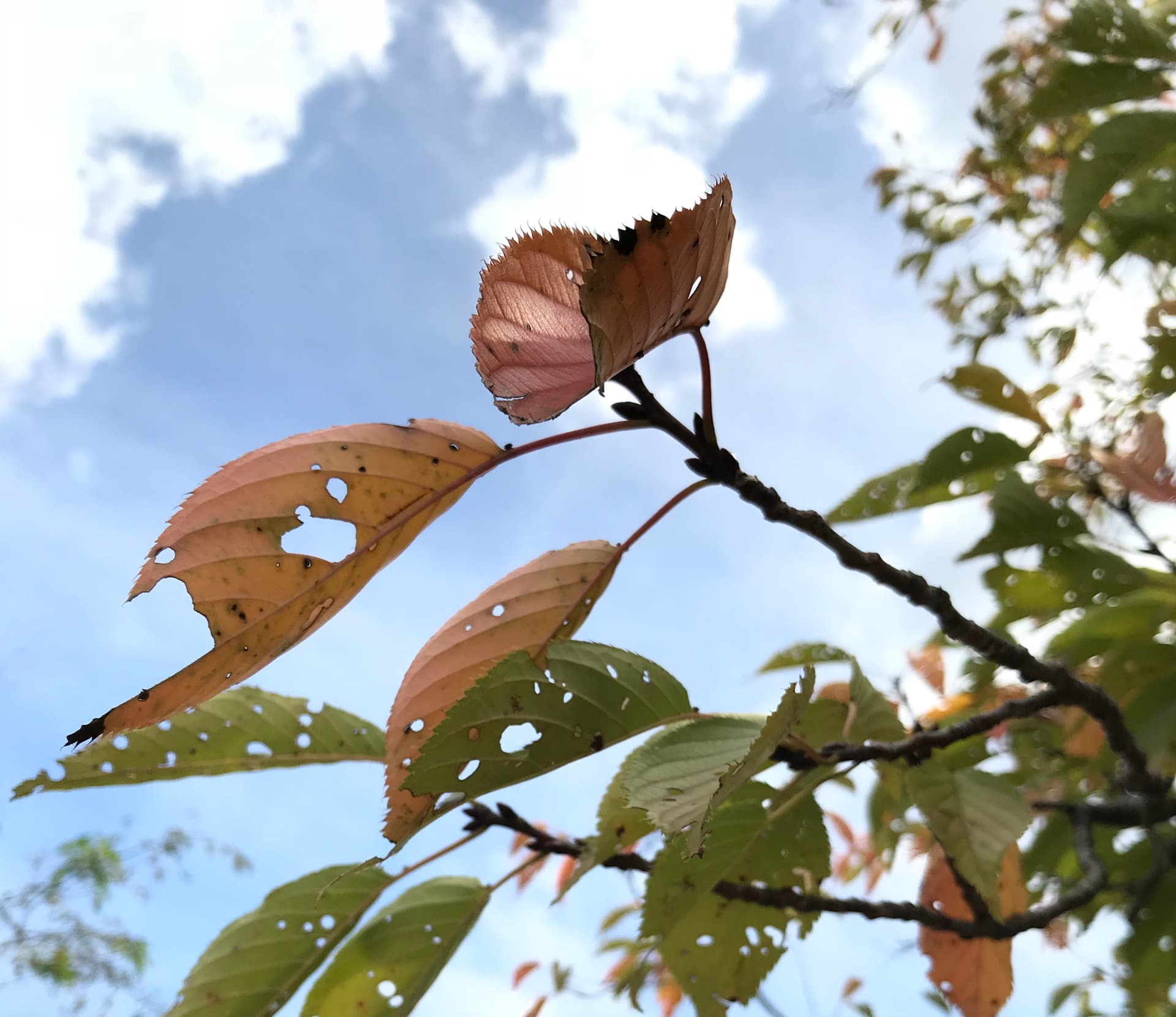 木の葉