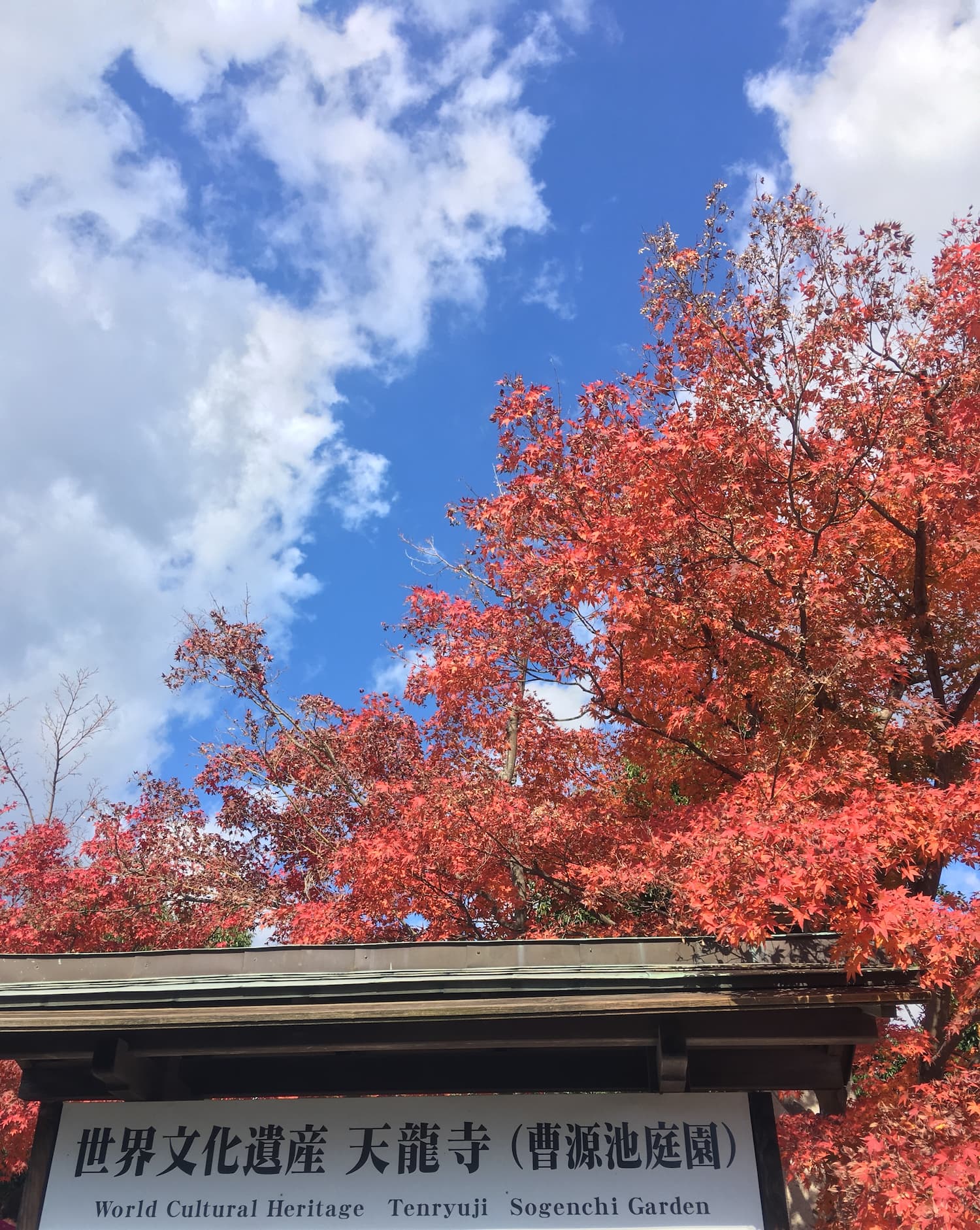 天龍寺紅葉