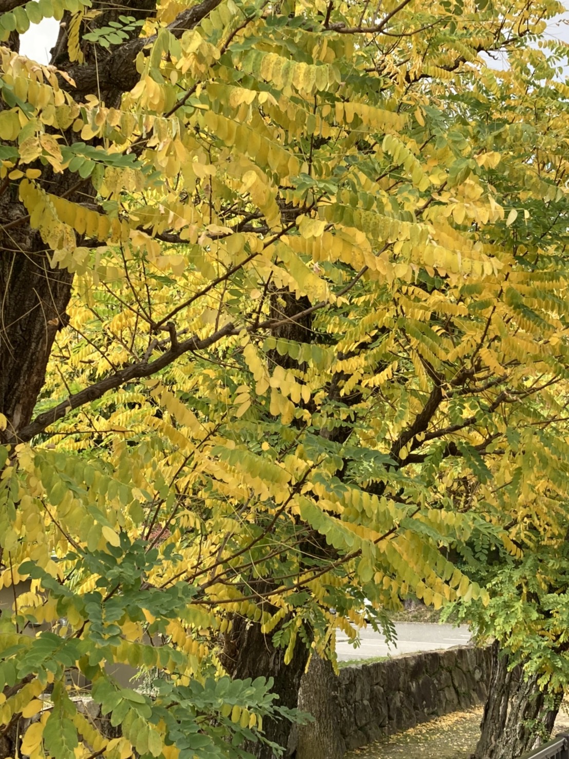 ブログ写真『黄色い紅葉』