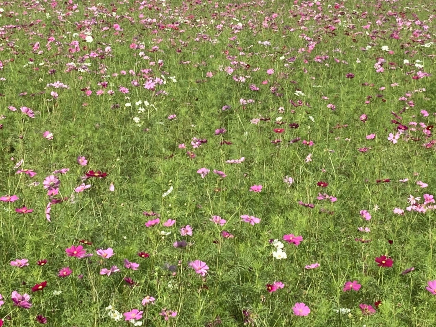 亀岡コスモス園