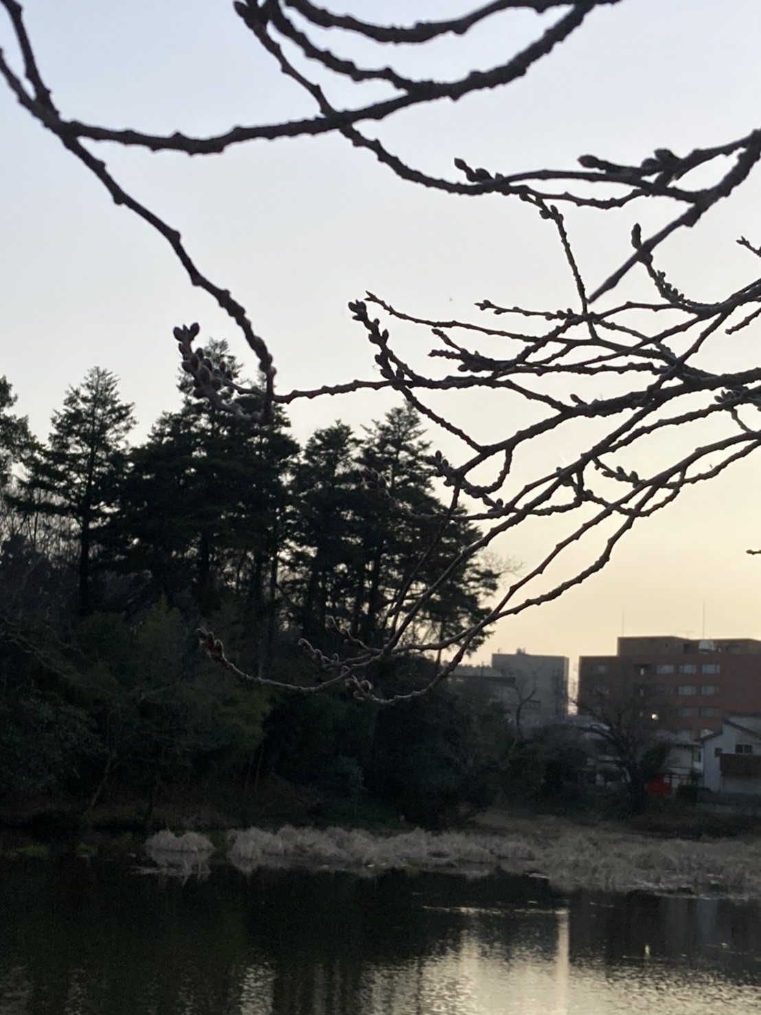 南郷公園の桜の蕾